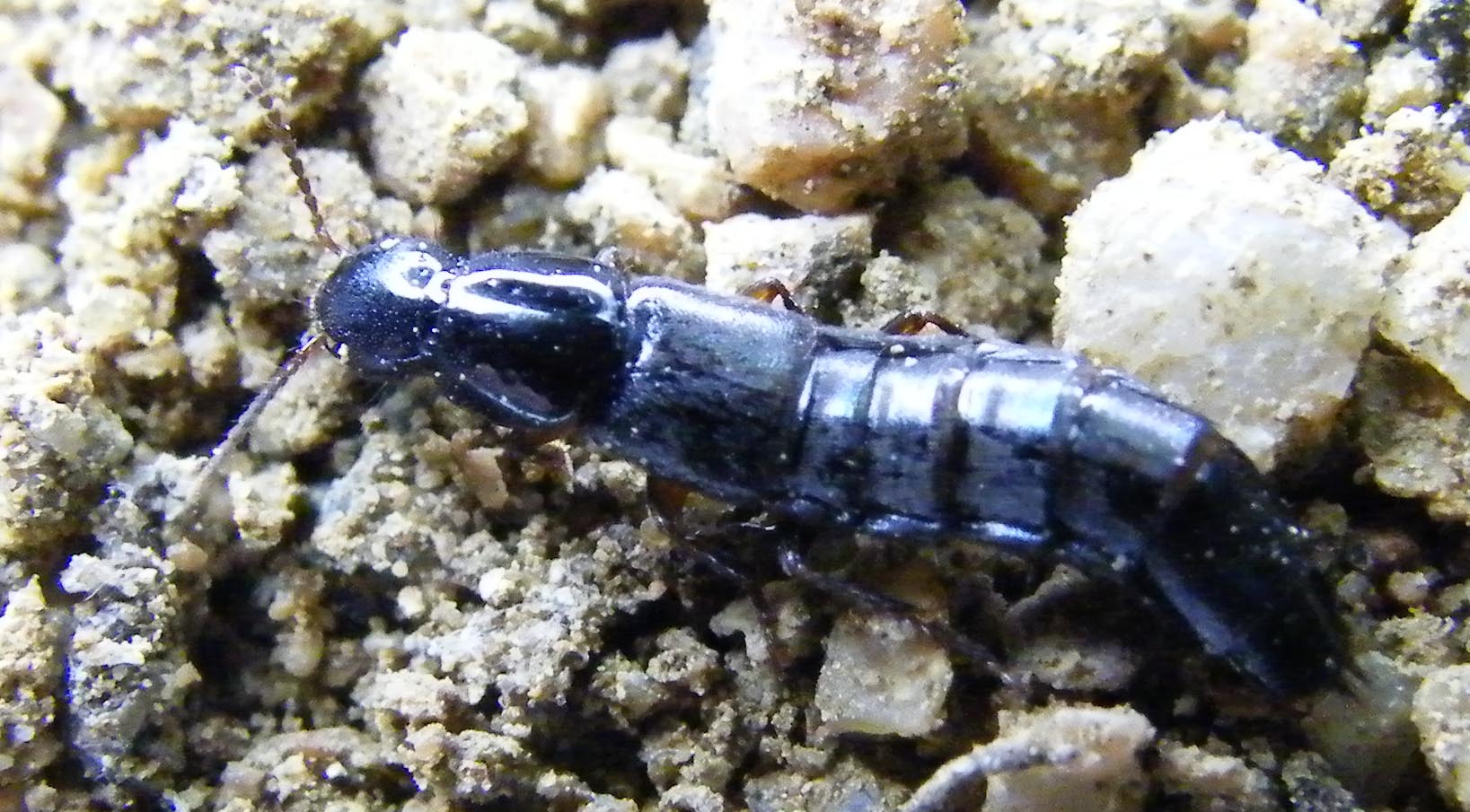 Stafilinide da identificare: Quedius levicollis